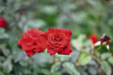 Beautiful climbing roses in spring in the garden
