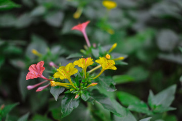 beautiful wildflowers in the garden