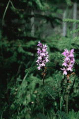Knabenkraut im Wald in den Alpen