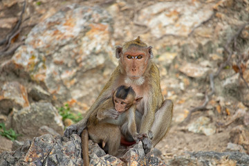 The scenery of the mother and the baby monkey on the background of the cliff in the big forest