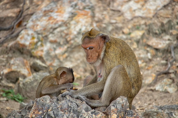 The scenery of the mother and the baby monkey on the background of the cliff in the big forest