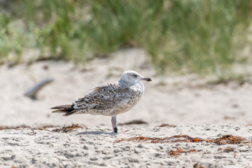 Young ringed seagull stands in the sand in front of a dune
