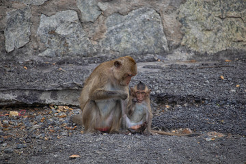 The scenery of the mother and the baby monkey on the background of the cliff in the big forest