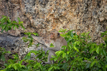 The scenery of the mother and the baby monkey on the background of the cliff in the big forest