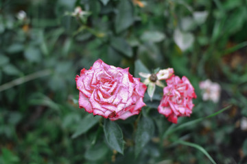 Beautiful pink climbing roses in spring in the garden