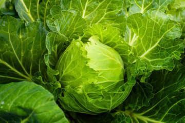 Fototapeta premium Cabbage grow in home vegetable garden. Fresh kitchen garden cabbage.