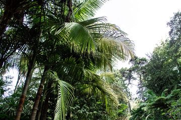 Fototapeta na wymiar Urlaubsfeeling im Palmengarten