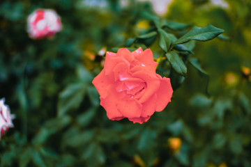  Beautiful pink climbing roses in spring in the garden