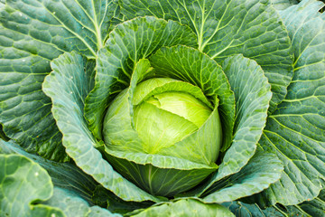 Cabbage grow in home vegetable garden. Fresh kitchen garden cabbage.