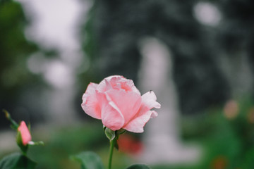 Beautiful pink climbing roses in spring in the garden