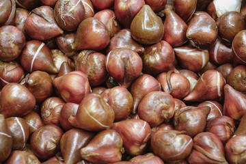 seeds of bulbous plants in a flower shop, tulipins, daffodils and hyacinths
