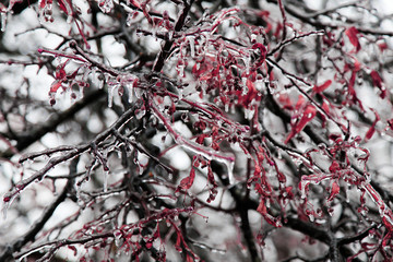 Tree branches with berries and leaves covered by ice. Freezing rain.
