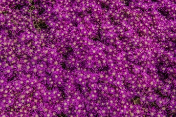 purple flower background