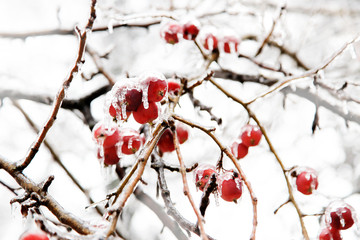 Branches of a tree with red apples covered in ice on a white background. Freezing rain.