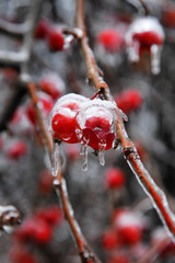 Branches of a tree with red apples covered in ice. Freezing rain.