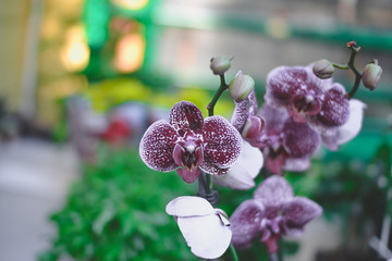  beautiful exotic orchid flowers phalaenopsis, cymbidium 