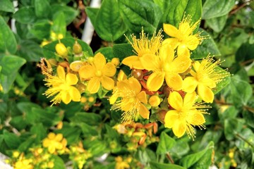 Flores do campo multicoloridas Italianas.