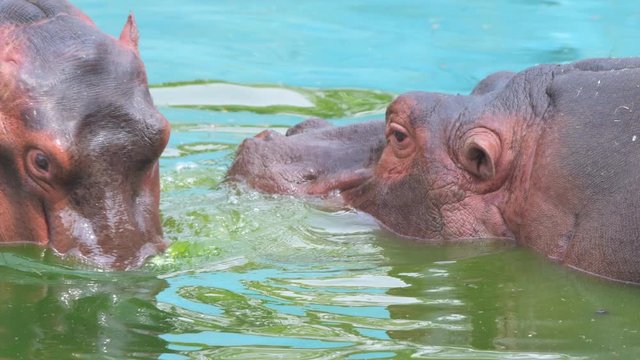 hippopotamus in water closeup shot in national park group animals wildlife