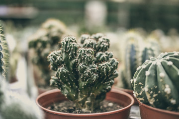  miniature home flowers succulents and cacti