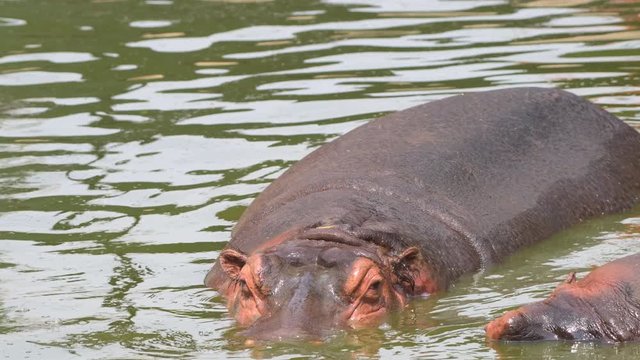 hippopotamus in water closeup shot in national park group animals wildlife
