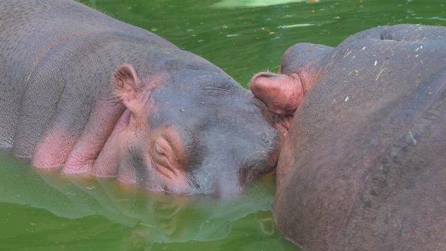 hippopotamus in water closeup shot in national park group animals wildlife