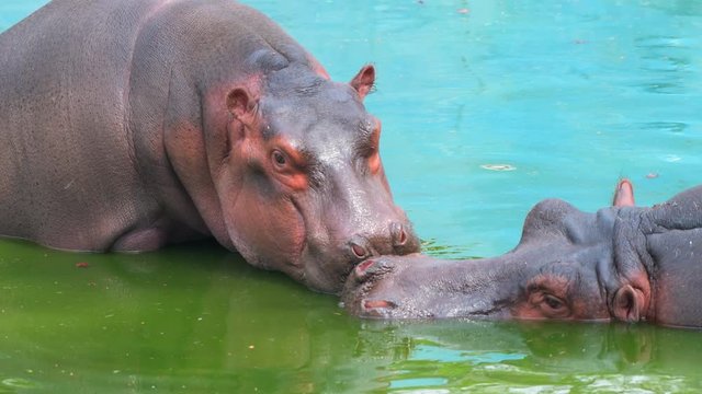 hippopotamus in water closeup shot in national park group animals wildlife