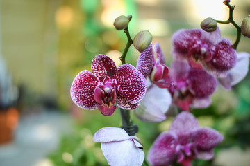  beautiful exotic orchid flowers phalaenopsis, cymbidium 