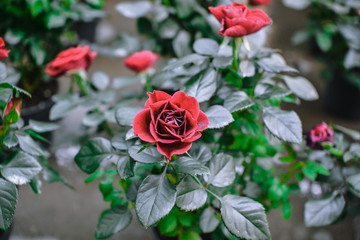 Beautiful pink climbing roses in spring in the garden