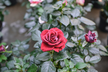 Beautiful pink climbing roses in spring in the garden