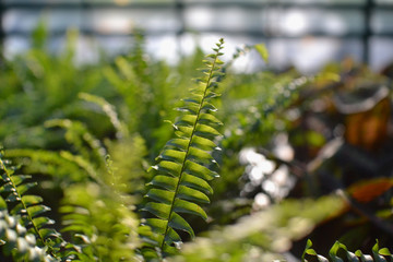  beautiful leaves background for wallpaper and backdrop