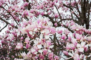 magnolia garden