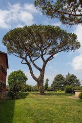 Fototapeta na wymiar Pine tree on backyard in a sunny day.