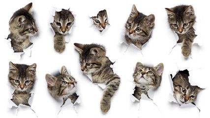 Fototapeta Cats in holes of paper, little grey tabby kittens peeking out of torn white background, ten funny playing pets, widescreen format, 16:9  obraz