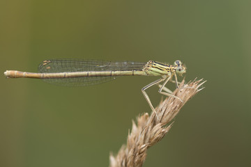 Blaue Federlibelle (Platycnemis pennipes)