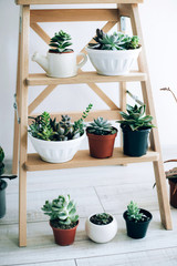 Folding ladder used as shelves for plants against white wall.