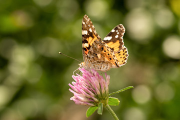 Fototapeta premium Distelfalter (Vanessa cardui)