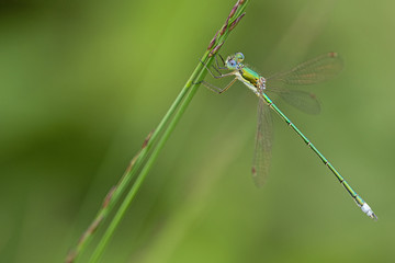 Kleine Binsenjungfer (Lestes virens)