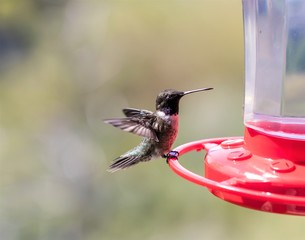 Black-chinned Hummingbird, wings open, at feeder.