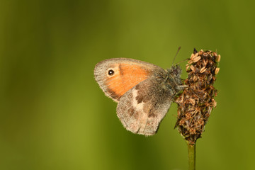 Kleines Wiesenvögelchen (Coenonympha pamphilus)