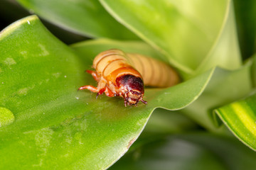 mealworm climbs over a green flower macro detail