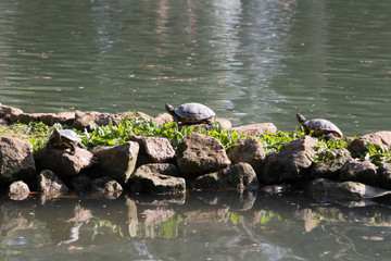 Fototapeta na wymiar Turtles near lake side in a sunny day.