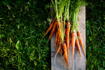 Bunch of raw organic carrots with green tops on wooden board top view picked from the garden at sunset.Eco,farming,gardening,agriculture,summer harvest healthy vegetables concept.Copy space