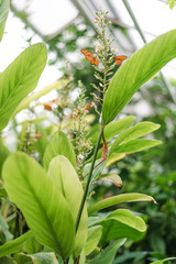Butterflies fly over a green plant.