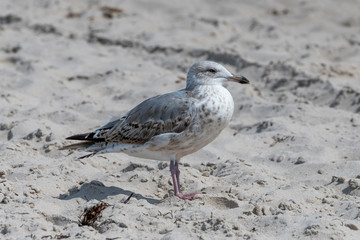 Young seagull is standing in the sand on a dune