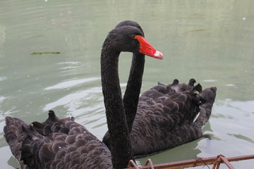  Close-up of two black swans in a pond