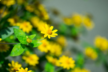 Melampodium yellow ornamental plants that are in bloom
