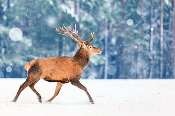 Naklejka na ściany i meble Fantastic artistic winter christmas wildlife image. Deer running in snow against winter forest. Wildlife Christmas winter seasonal landscape.