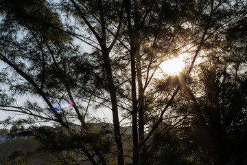 Obraz na płótnie Canvas Raios solares através das árvores