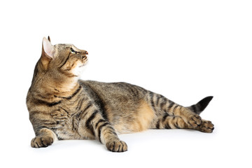 Beautiful cat lying on white background