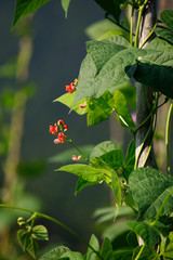 Closeup of green leafs and red flowers.